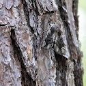 Tearful Underwing Moth