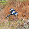 Eurasian Magpie