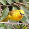 Spectacled Weaver