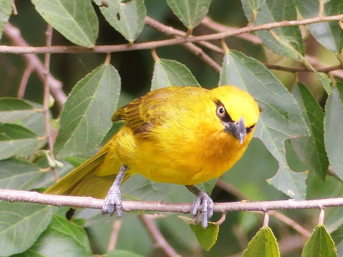 Spectacled Weaver