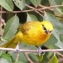 Spectacled Weaver