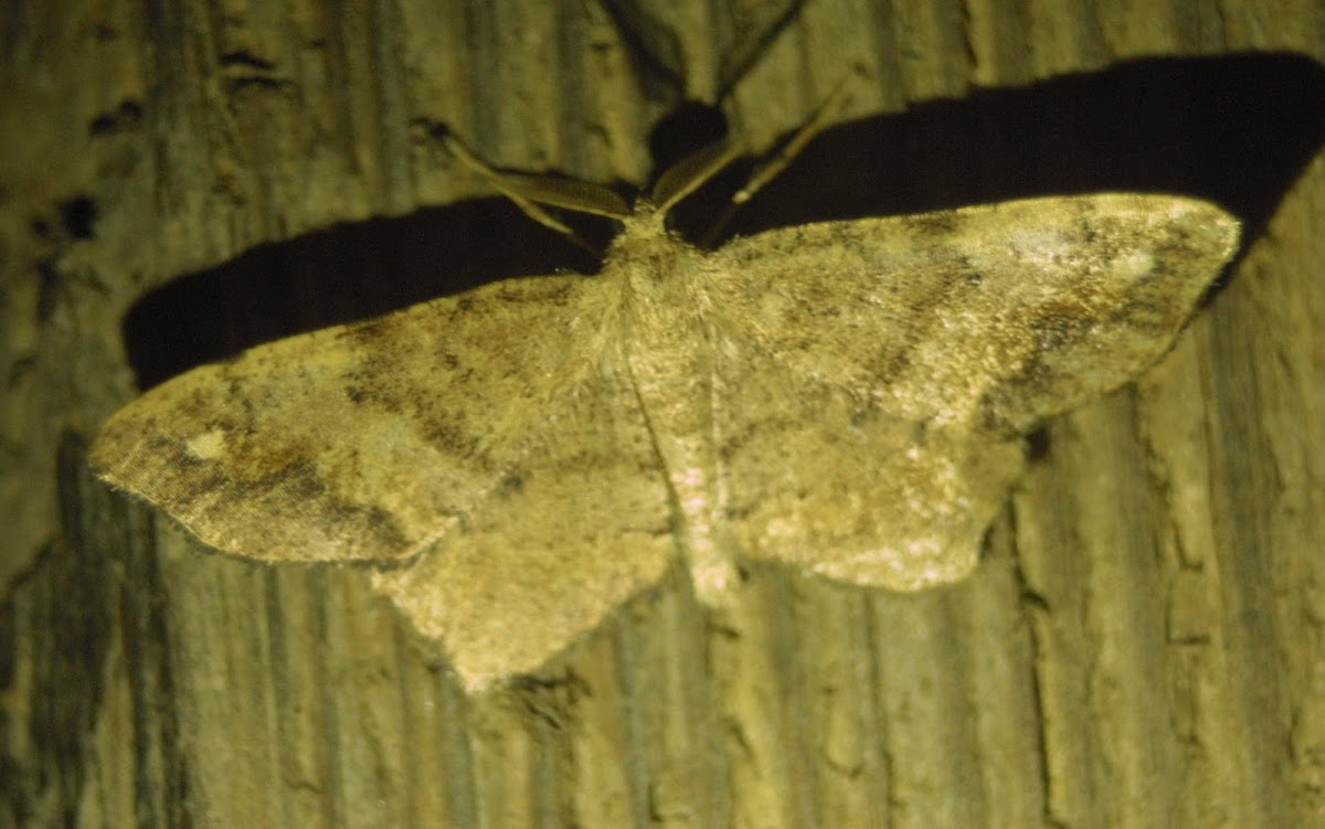 Geometrid Moth