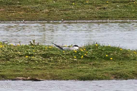 Common Tern