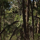 Tawny frogmouth