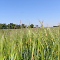 La danza del grano di 