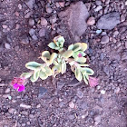 Flowering Succulent