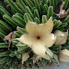 Starfish Flower Cactus