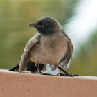 White spectacled bulbul