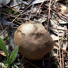 Puffball