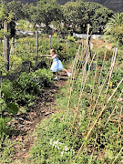 Charlotte, Emma Jordan's daughter, in the garden allotment. 