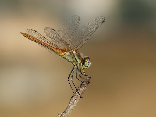 Dragonfly Wallpapers in HD