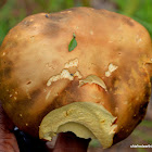 Boletes