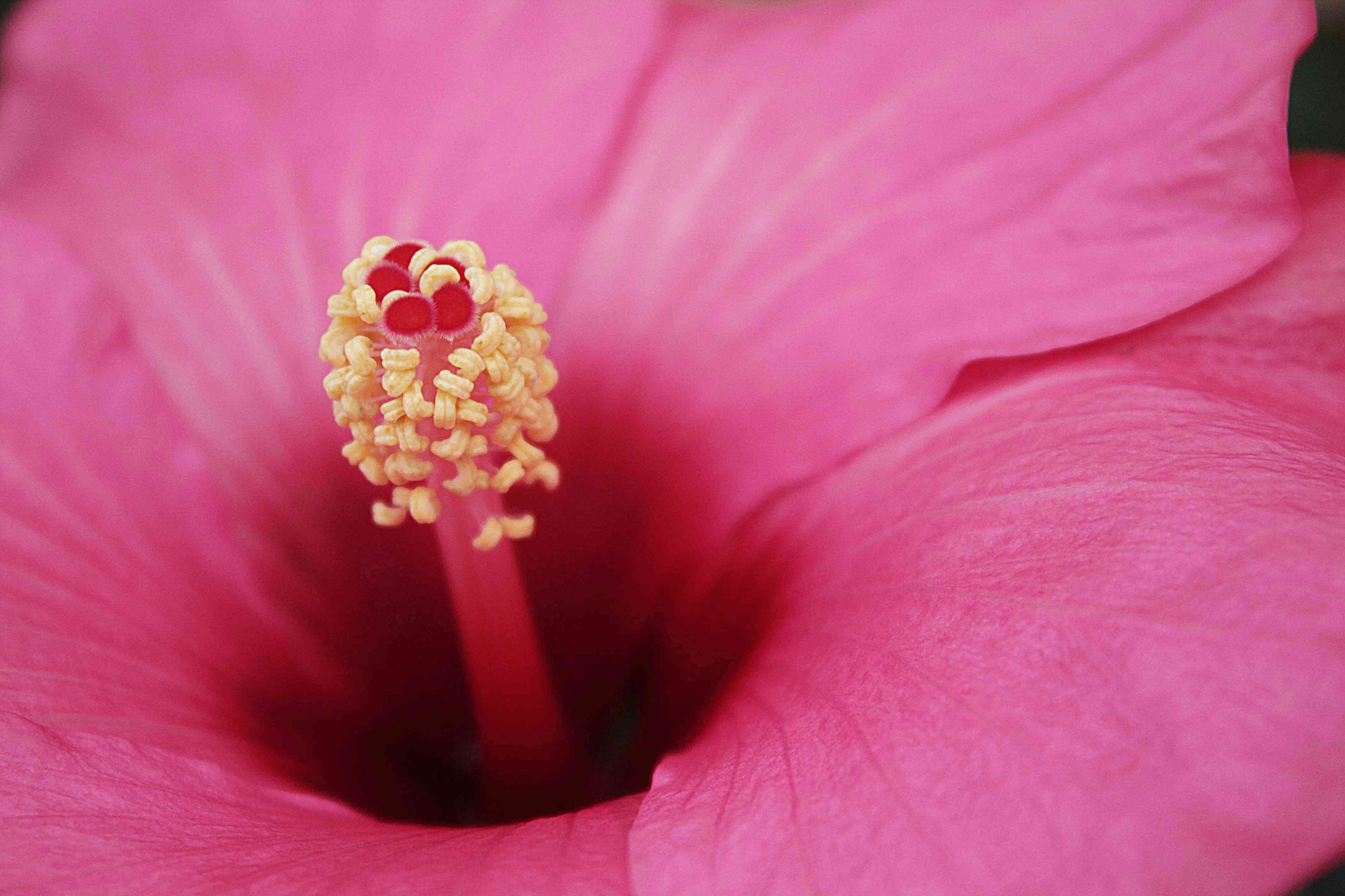 Flower wave di Gianluca Gerardi