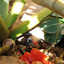 Red Footed Tortoise