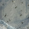 Water Strider