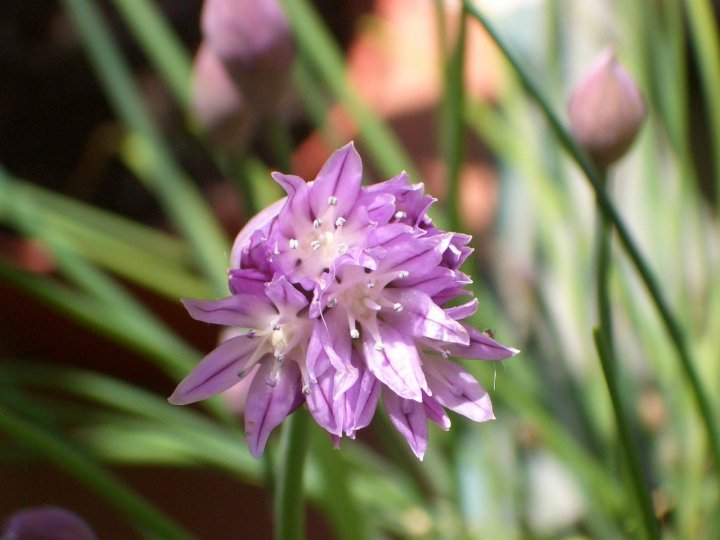 Fiore dell'erba cipollina di iruka78