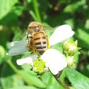 Western honey bee