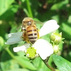 Western honey bee