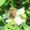 Western honey bee