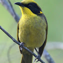 Yellow-tufted Honeyeater