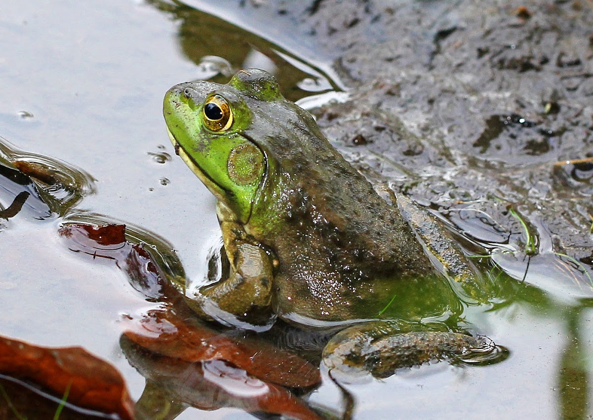 American Bullfrog