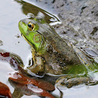 American Bullfrog