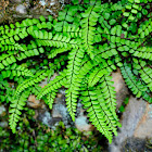 Maidenhair Spleenwort; Culantrillo Menudo