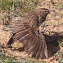 Crested Lark