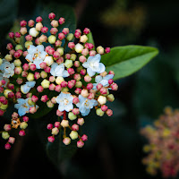 Fiori primaverili di 