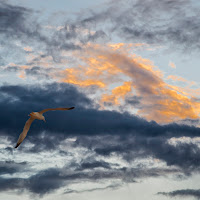 libertà  ... nessuno è più libero di chi può volare ... di 