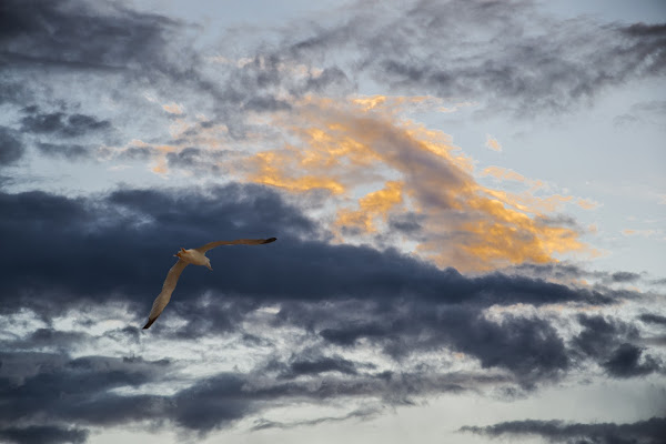 libertà ... nessuno è più libero di chi può volare ... di paolo_ross