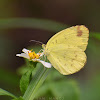 Three-Spot Grass Yellow