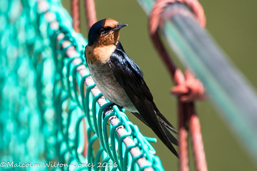 Pacific Swallow