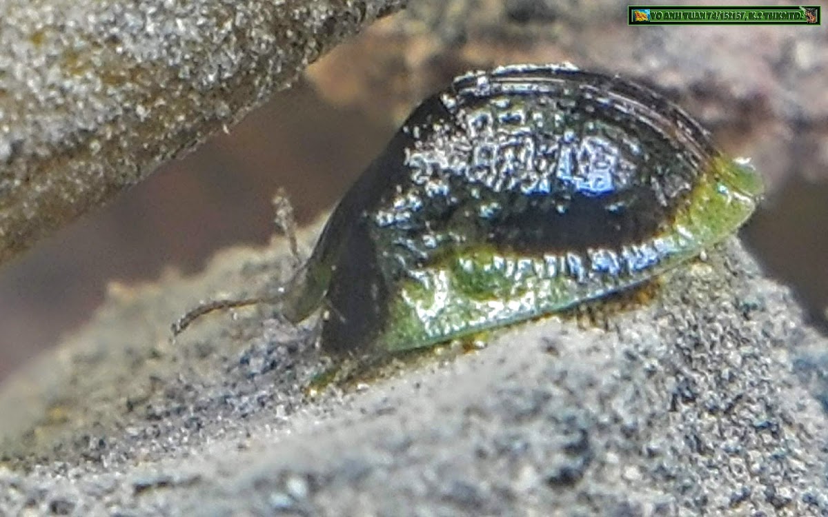 Clavate tortoise beetle