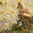 Canada Goose