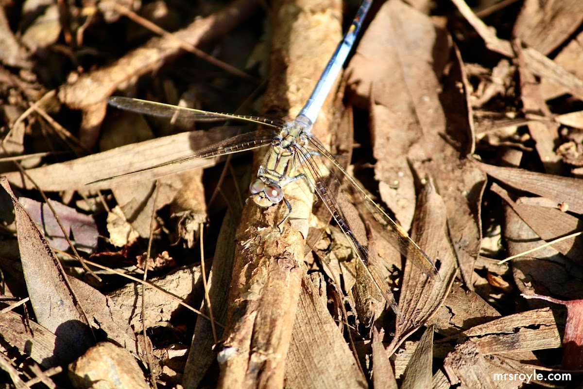 Blue Skimmer Dragonfly