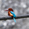 White-throated kingfisher