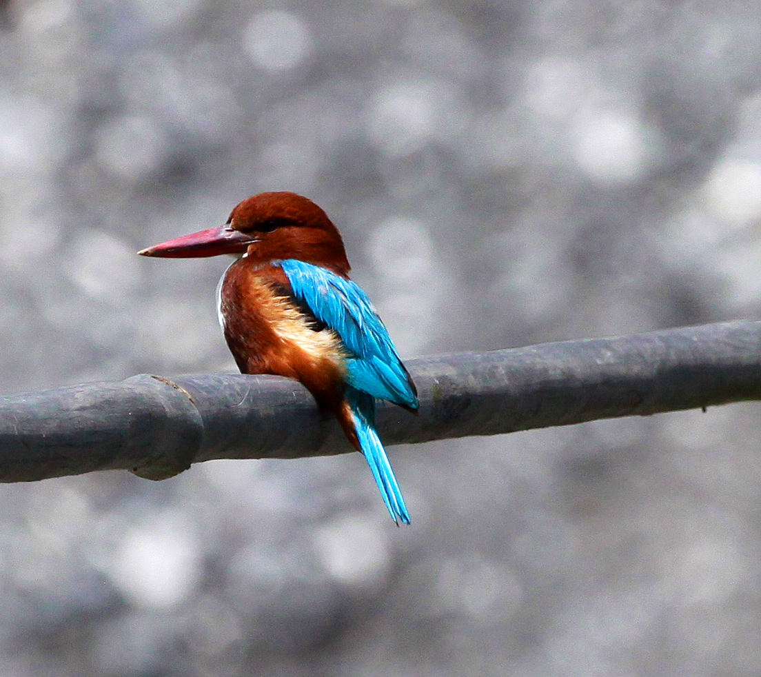 White-throated kingfisher