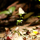 Carolina Satyr Butterfly