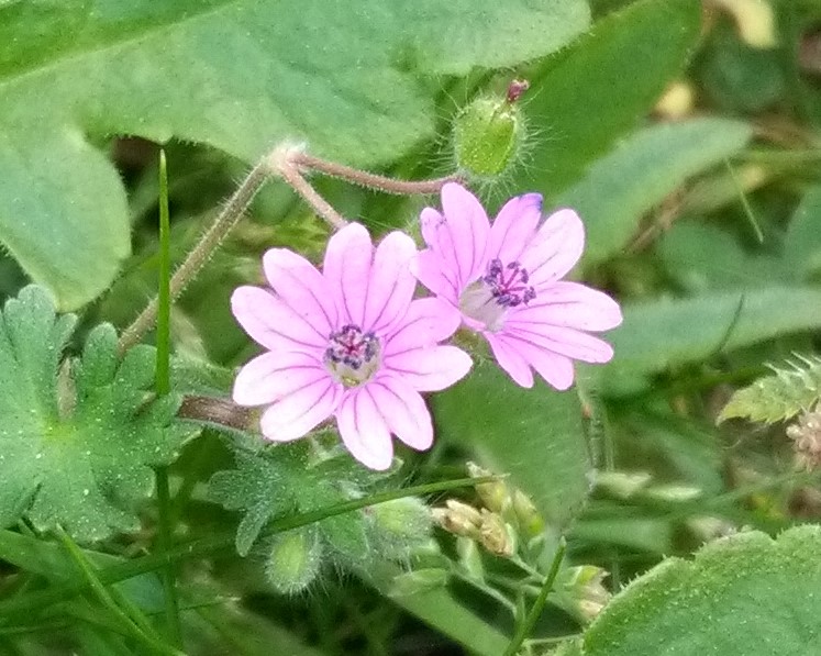 Dovesfoot Geranium