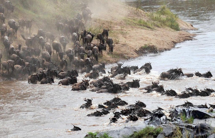 Wildebeest cross the Mara River at the Masai Mara National Game Reserve in Kenya in 2011 before the ecosystem was heavily degraded