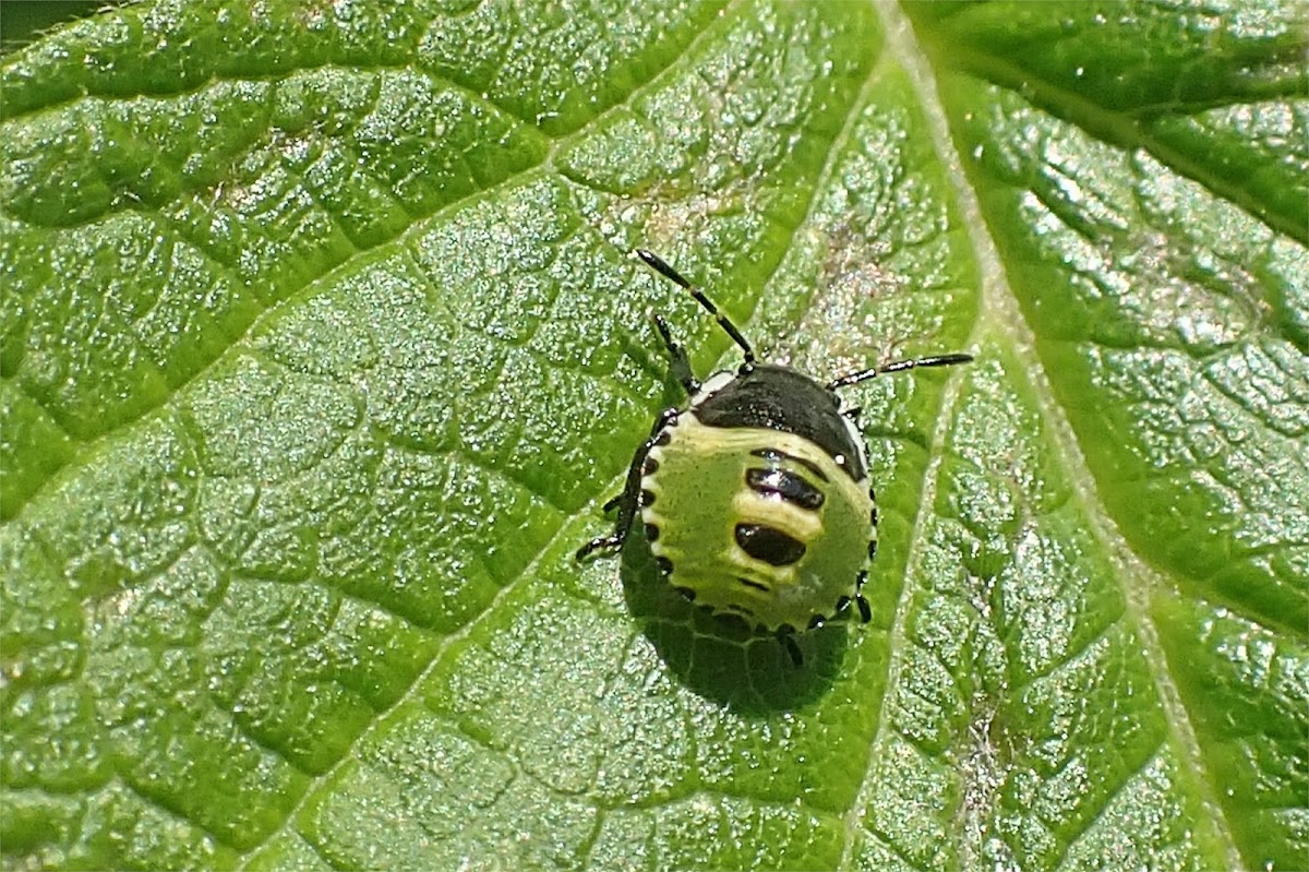 Green Shield Bug nymph