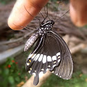 Common Mormon