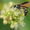 Potter Wasp