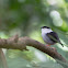 White bearded manakin