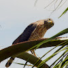 Roadside hawk