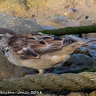 House Sparrow; Gorrión Común