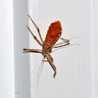 Ringed Horn Assassin Bug