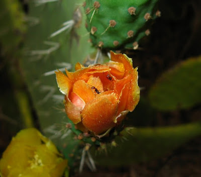 La scalata di Robyus