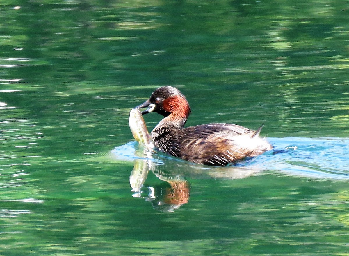 Little Grebe